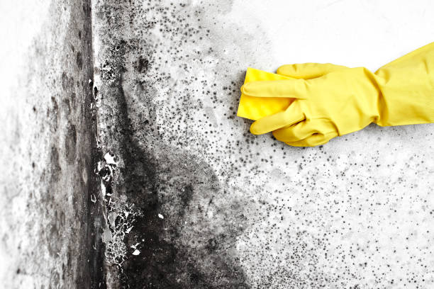 Best Black Mold Removal  in Strum, WI