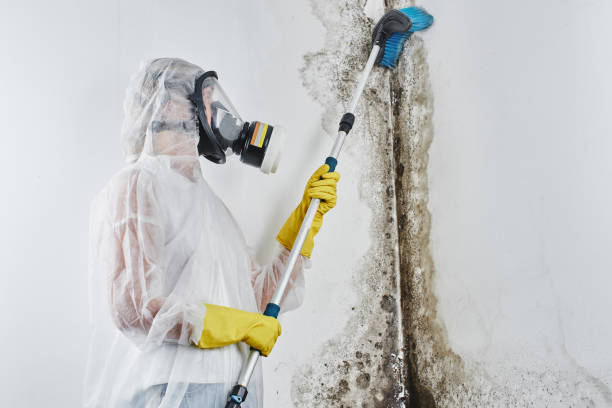 Best Local Mold Removal Service  in Strum, WI