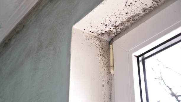 Best Commercial Mold Removal  in Strum, WI