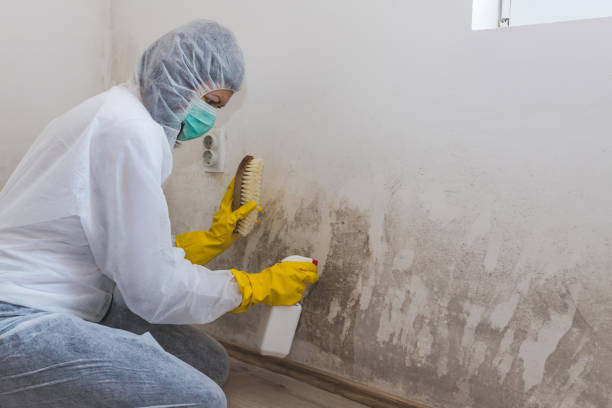 Best Mold Remediation Experts  in Strum, WI