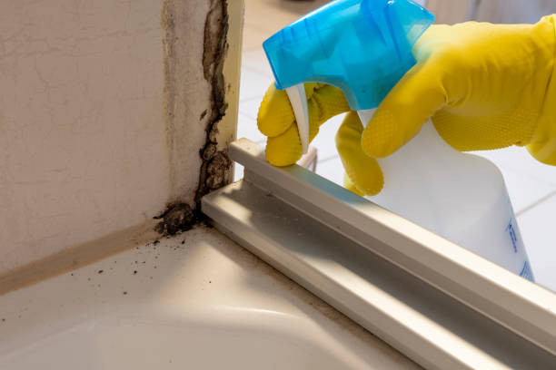 Best Attic Mold Removal  in Strum, WI