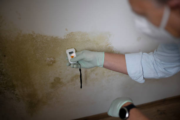 Best Toxic Mold Removal  in Strum, WI