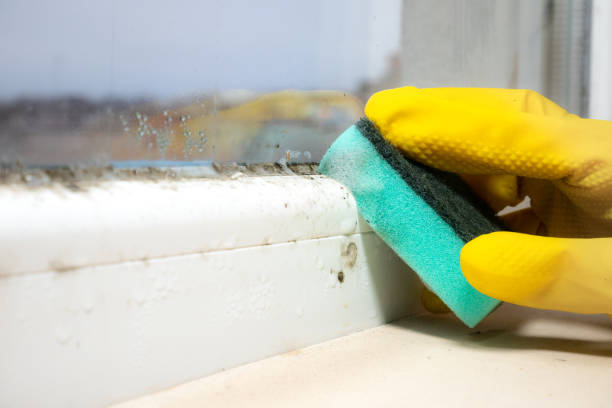 Best Commercial Mold Removal  in Strum, WI