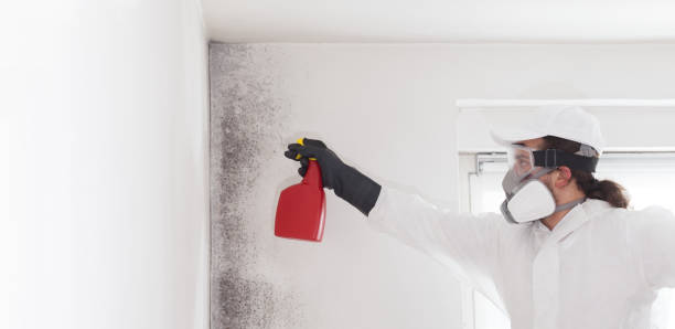 Best Certified Mold Removal  in Strum, WI