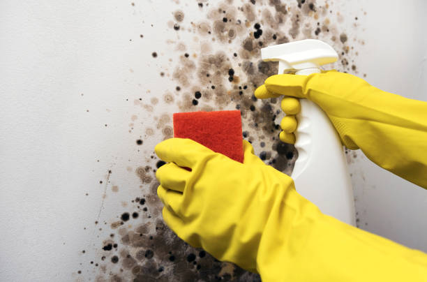 Best Office Mold Removal Services  in Strum, WI