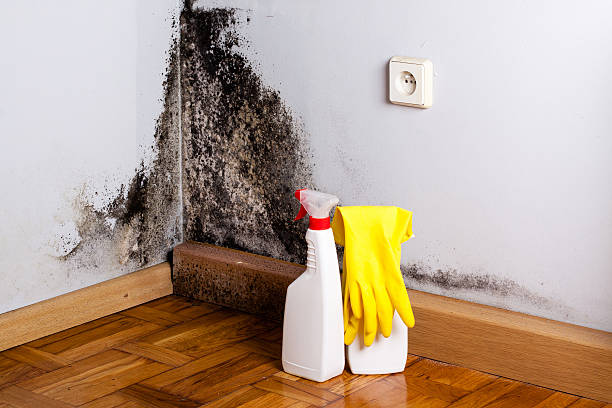 Best Attic Mold Removal  in Strum, WI