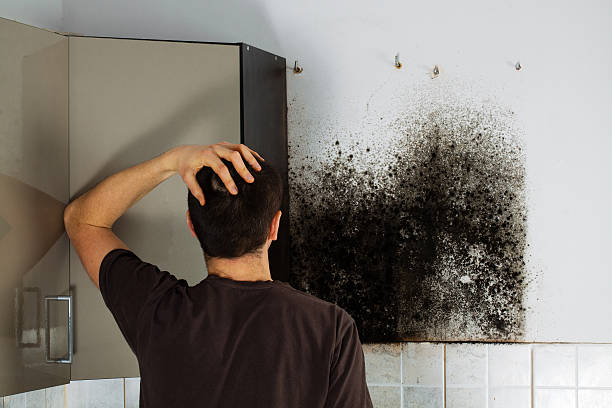 Best Office Mold Removal Services  in Strum, WI